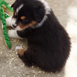 Black Tri boy 1 - Black tri-color male Australian Shepherd puppy in Nuevo, California from Old West Australian Shepherds