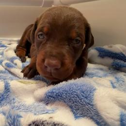 Tan - Red and rust female Doberman Pinscher puppy in Madison, Indiana from Jensen Dobermans and Dachshunds