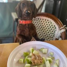 Dachshund Puppies from Army of Dachshunds