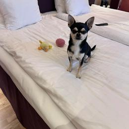 Harry - Chihuahua