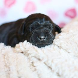 Female two - Black female Labrador Retriever puppy in Williamston, Sc, South Carolina from Dutton Dog Co & Dalla Grazia Doberman