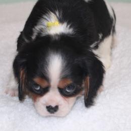 Boy 4 - male Cavalier King Charles Spaniel puppy in Leonard, Texas from Rising Star Kennels