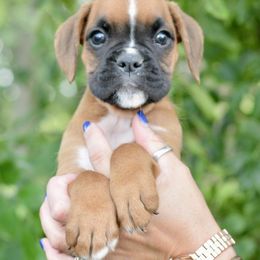 Green girl - Fawn female Boxer puppy in Forest City, Iowa from Mt Valley Boxers