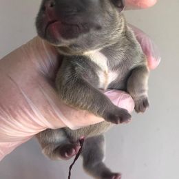 French Bulldog and Rottweiler Puppies from Starkhaus Rottweilers