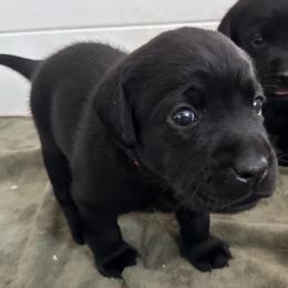 Ruby - Black female Labrador Retriever puppy in Rock Hill, South Carolina from North Star Retrievers