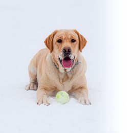 Labrador Retriever All Grown Up from Purpose Bred Labrador Retrievers