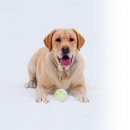 Labrador Retriever All Grown Up from Purpose Bred Labrador Retrievers