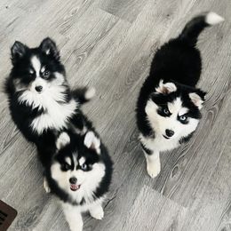 Pomeranian and Pomsky Puppies from Pom Pom Pomskies-TN