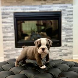 Nico - Blue tri-color male Bulldog puppy in Rockwall, Texas from Lulu’s EB Babies