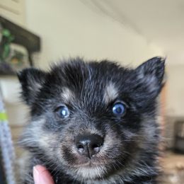 Daisy - Wolf sable female Pomsky puppy in Coatesville, Pennsylvania from Peaceful Pomskys