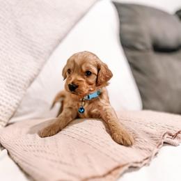 F1B Toy Goldendoodle Teddy - Red  male Goldendoodle puppy in Redding, California from Casa Delarosa Poodles & Doodles Collective