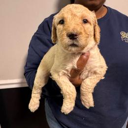 Heartly - Cream female Goldendoodle puppy in Simpsonville, South Carolina from D & D Golden Doodles, LLC