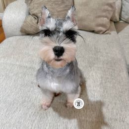 Ivy - Miniature Schnauzer