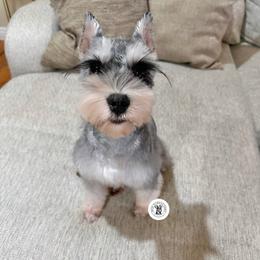 Ivy - Miniature Schnauzer