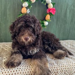 Girl 5 - Brown Bernedoodle puppy in North Royalton, Ohio from Johnson's Doodles