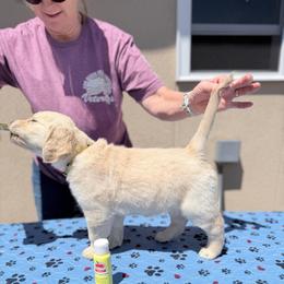Girl 6 - Yellow - Light golden female Golden Retriever puppy in Mc Minnville, Tennessee from Wishaw Whisky Golden Retrievers