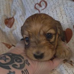 El - Red female Dachshund puppy in Barstow, California from Samy's Dachshund Den