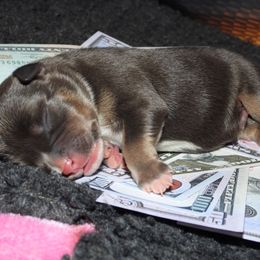 China - Blue tri-color female American Bully puppy in Orlinda, Tennessee from SimplyBullies