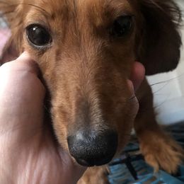 Dachshunds from Clover Farm