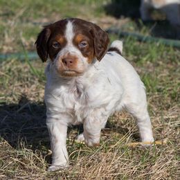Australian Shepherds and Brittanys from Kennel de Fowler
