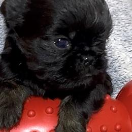 Wyatt - Black and tan male Brussels Griffon puppy in Arizona from Melody Lane Brussels Griffons