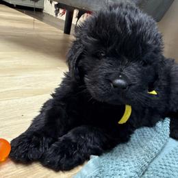 Yellow boy - Black male Newfoundland puppy in Pottstown, Pennsylvania from Latin of Course Newfoundlands