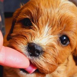 Cavalier King Charles Spaniel Puppies from Puppyloversplace