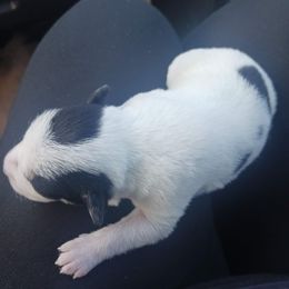 Miniature Schnauzer Puppies from Sabrina Ramirez