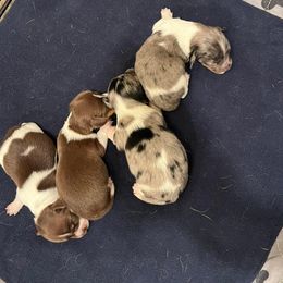 Dachshunds and Pembroke Welsh Corgis from SK Quality Corgis and Dachshunds
