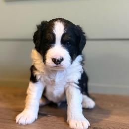 Charlie - Tri-color male Bernedoodle puppy in Las Vegas, Nevada from Perfect Bernedoodles
