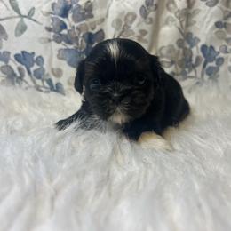 Girl 2 - Black and tan female Shih Tzu puppy in Tenino, Washington from Fantasy Realm Shih Tzus