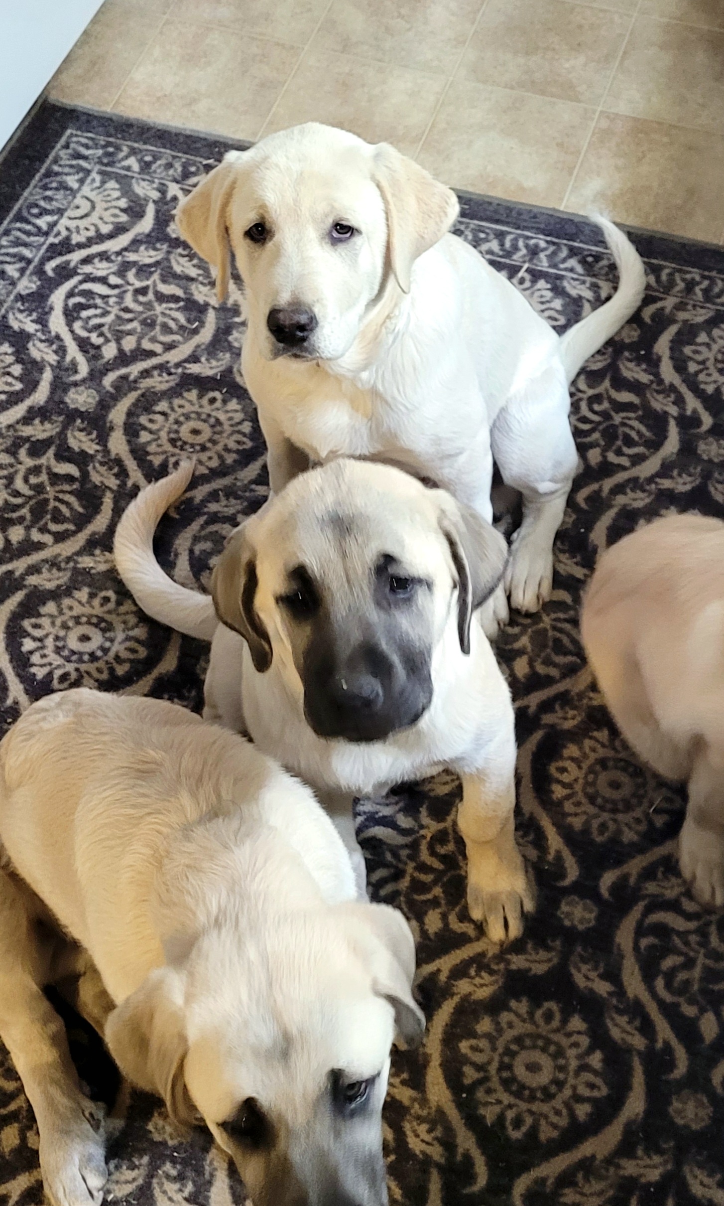 Girl 6 - Anatolian Shepherd Dog puppy in Duffield, Virginia from Ezka Miras Farms