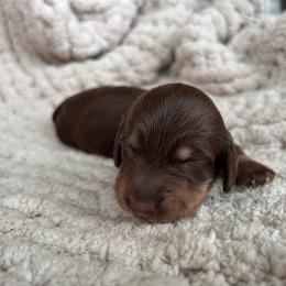 Chocolate And Tan Female - Chocolate and tan female Dachshund puppy in Blackstone, Virginia from Cheyenne's Dachshunds