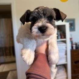 Yellow - Parti female Miniature Schnauzer puppy in Berea, South Carolina from kathi burke