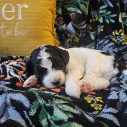 Aussiedoodle and Poodle Puppies from J&RAussiedoodles