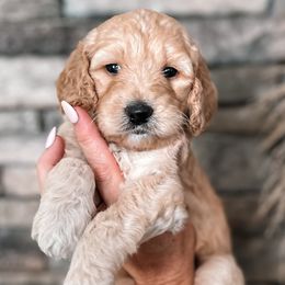 Eloise - Cream Goldendoodle puppy in Corona, California from West Coast Goldendoodles