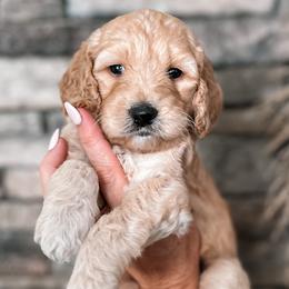 Eloise - Cream Goldendoodle puppy in Corona, California from West Coast Goldendoodles