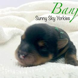 Boy 2 - Black and tan male Yorkshire Terrier puppy in Galesburg, Illinois from Sunny Sky Yorkies