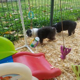 Australian Shepherd Puppies from Covenant View Farm Australian Shepherds