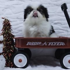 Zoey - Black tan and white female Japanese Chin puppy in Johnson City, Tennessee from Erin & Friends Japanese Chin