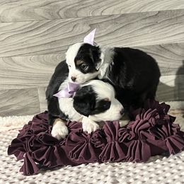 Australian Shepherd Puppies from Heart2Heart Pups LLC