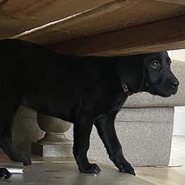 Golden Retrievers and Labrador Retrievers from Sierra Hills Retrievers