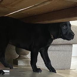 Golden Retrievers and Labrador Retrievers from Sierra Hills Retrievers