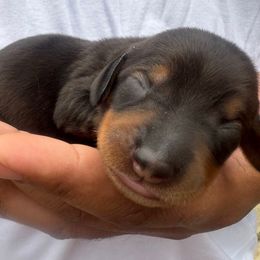 Vixen - Wild boar female Dachshund puppy in Tampa, Florida from EntityDachs
