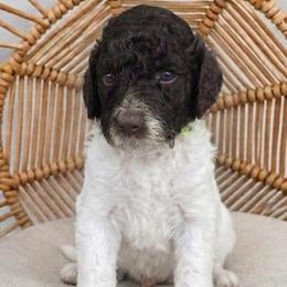 Green Collar boy (Lasso) - Parti male Labradoodle puppy in Granite Falls, North Carolina from Carolina Goldendoodles
