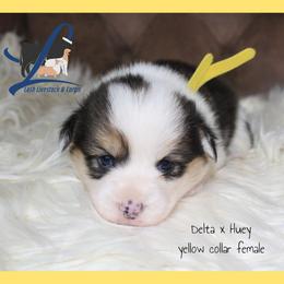 Yellow Female - Black and tan female Pembroke Welsh Corgi puppy in Wayne City, Illinois from Lash Livestock & Corgis