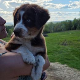 El Dorado 3 - Red tri-color male Australian Shepherd puppy in Solon, Maine from Mountain Range Australian Shepherds