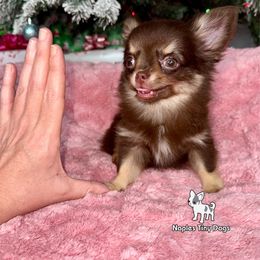 (Tiny) Holly 7,500 - Black and tan female Chihuahua puppy in Naples, Florida from Naples Tiny Dogs