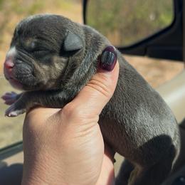 Puppy 8 - Black tri-color female American Bully puppy in Orlinda, Tennessee from SimplyBullies