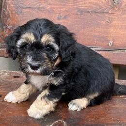 Gray - Black and white male Aussiedoodle puppy in Spring Hill, Tennessee from Duke's Mini & Toy Australian Shepherds & Aussiedoodles